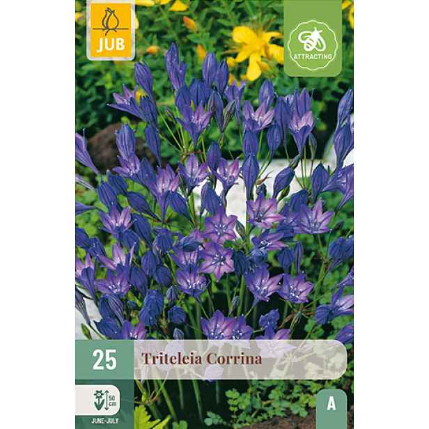 Triteleia corrina 25 ks