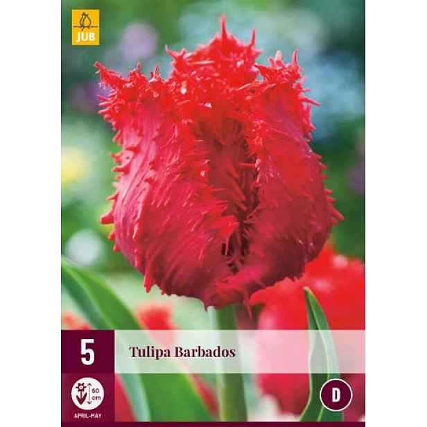 Tulipán Barbados 5 ks