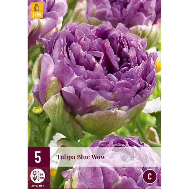 Tulipán Blue Wow 5 ks