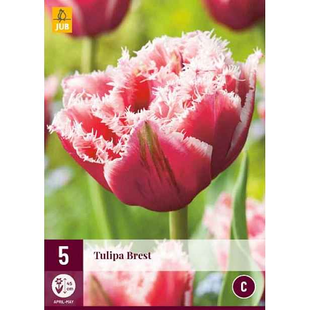 Tulipán Brest 5 ks