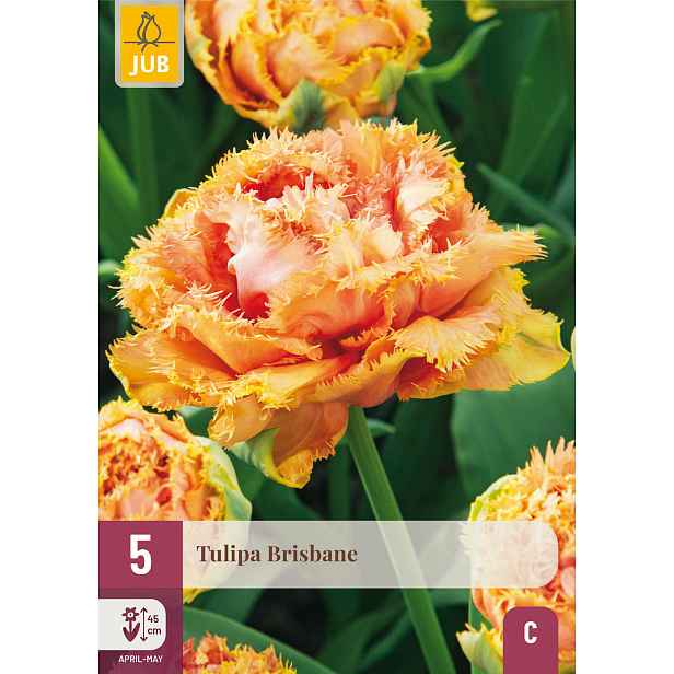 Tulipán Brisbane 5 ks