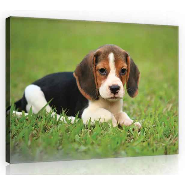 Obraz Na Plátně Plátno 70x50 Pes Pejsek Beagle