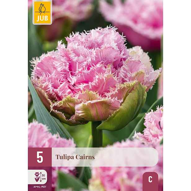 Tulipán Cairns 5 ks