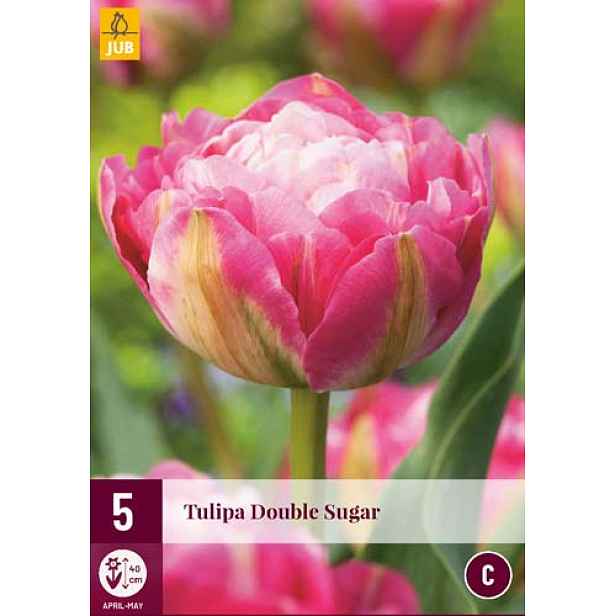 Tulipán Crispion Sweet 5 ks