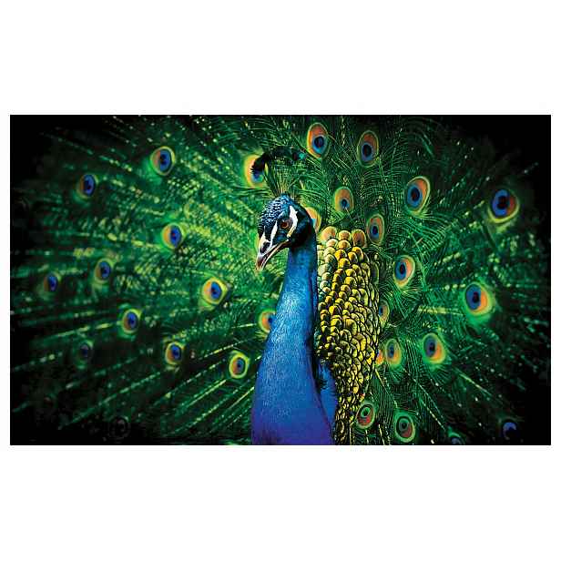 Fototapeta Páv Lahodnost a elegance v zelené zahradě 208x146, vinyl lepidlo