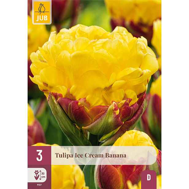 Tulipán Ice Cream Banana 3 ks