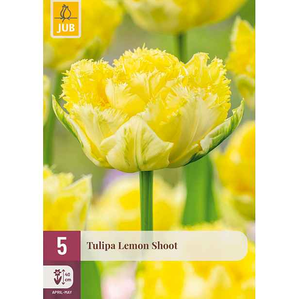 Tulipán Lemon Shoot 5 ks