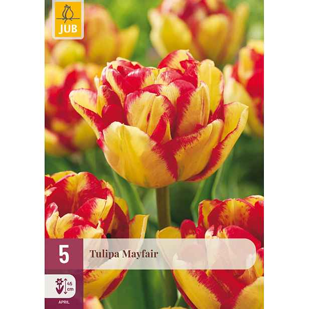 Tulipán Mayfair 5 ks