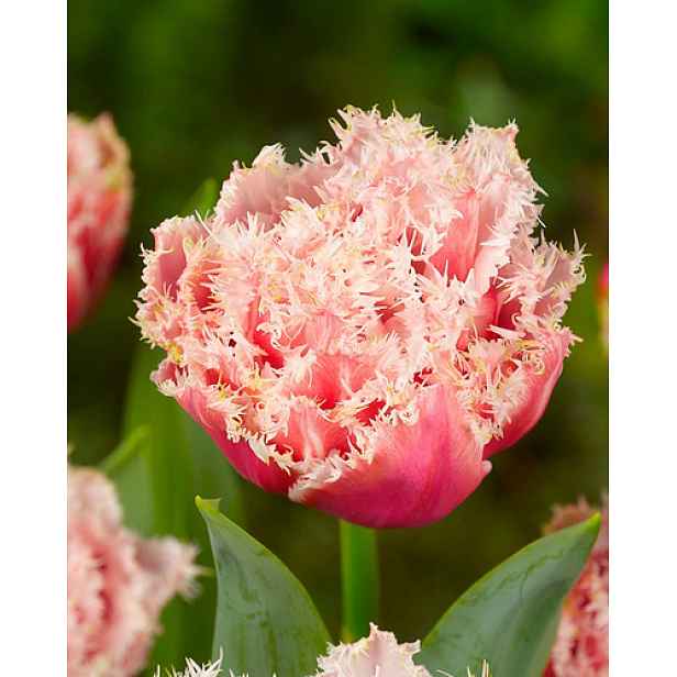 Tulipán Queensland 5 ks