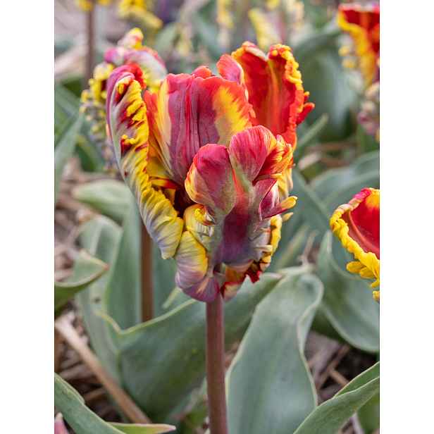 Tulipán Rasta Parrot 5 ks