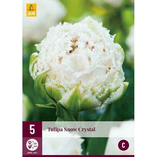 Tulipán Snow Crystal 5 ks
