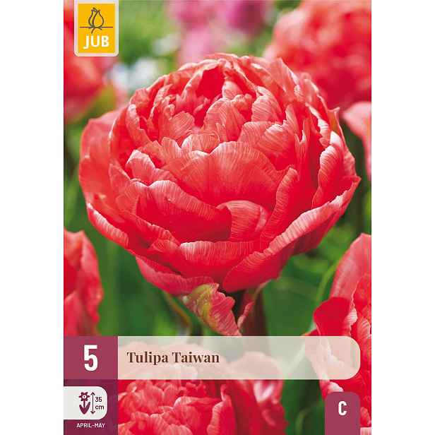 Tulipán Taiwan 5 ks