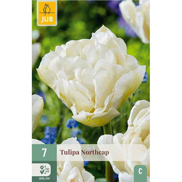 Tulipán Wild Romance 3 ks