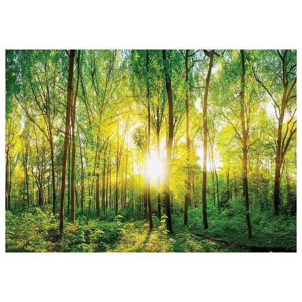 Vliesová fototapeta Sluneční zelený les, paprsky Slunce 200x140 lepidlo