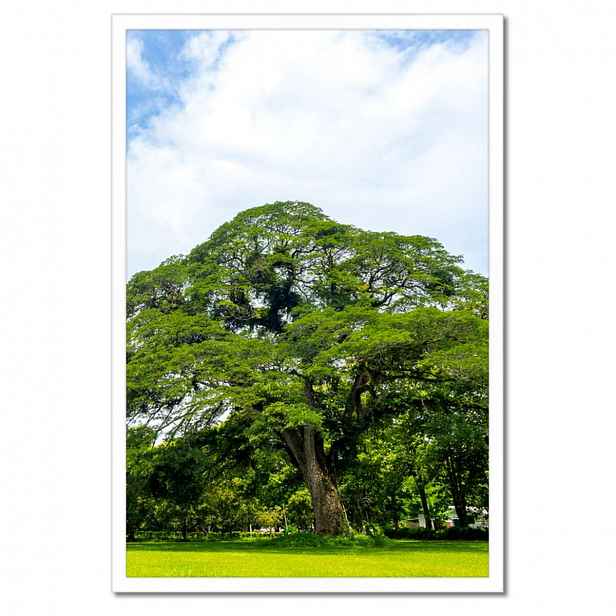 Plakáty v rámu 40x60 Věčně zelený park