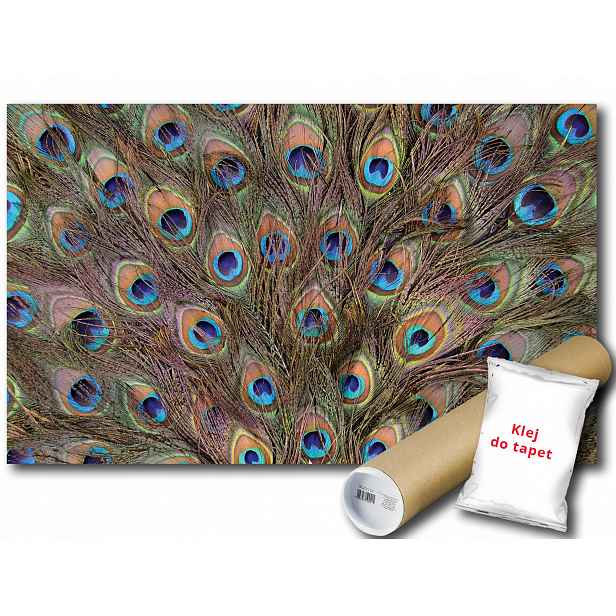 Fototapeta Paw Peří Ocas 12C F2XL 312x219 F645