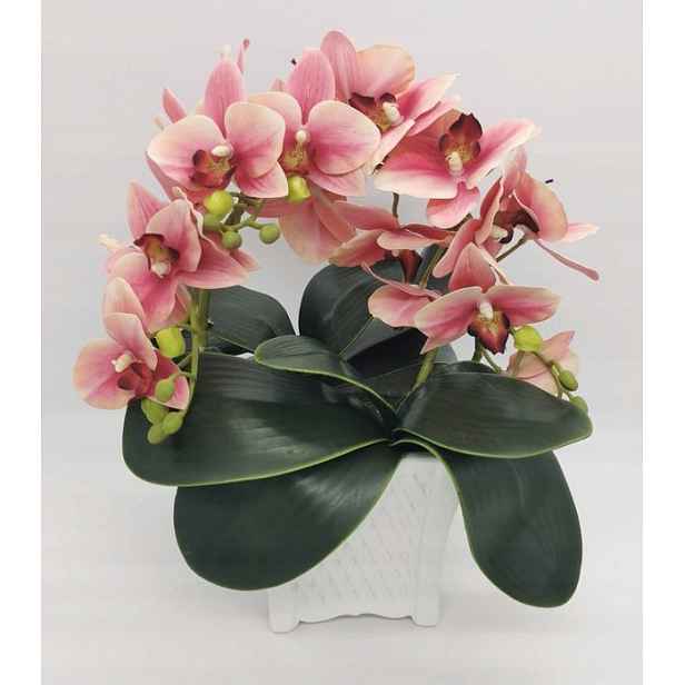 Orchidej gumový Orchidej