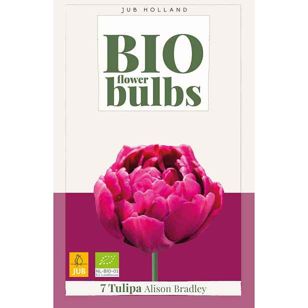 Tulipán Alison Bradley 7 ks