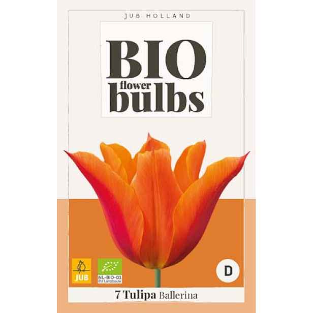 Tulipán Ballerina 7 ks