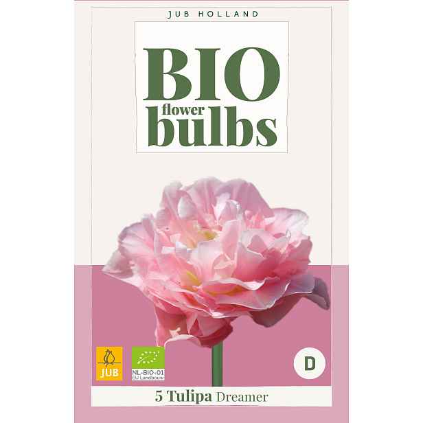 Tulipán Dreamer 5 ks
