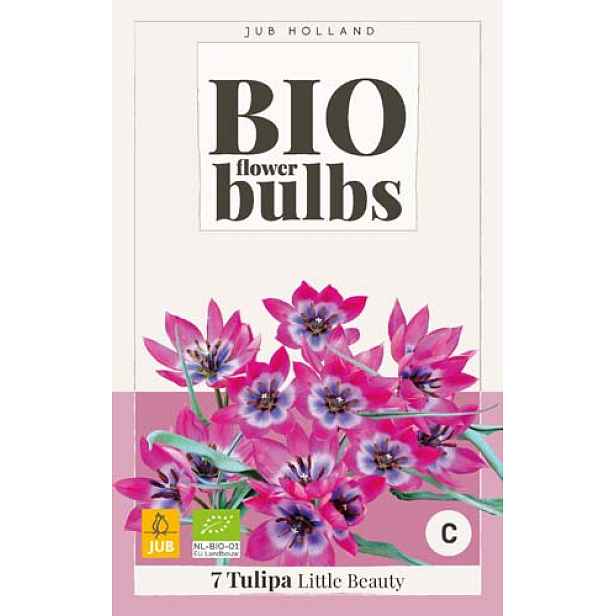 Tulipán Little Beauty 10 ks