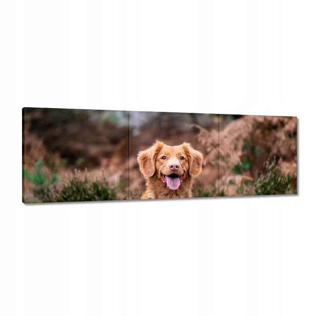 Obrazy 120x40 Pes Pejsek Pejsci