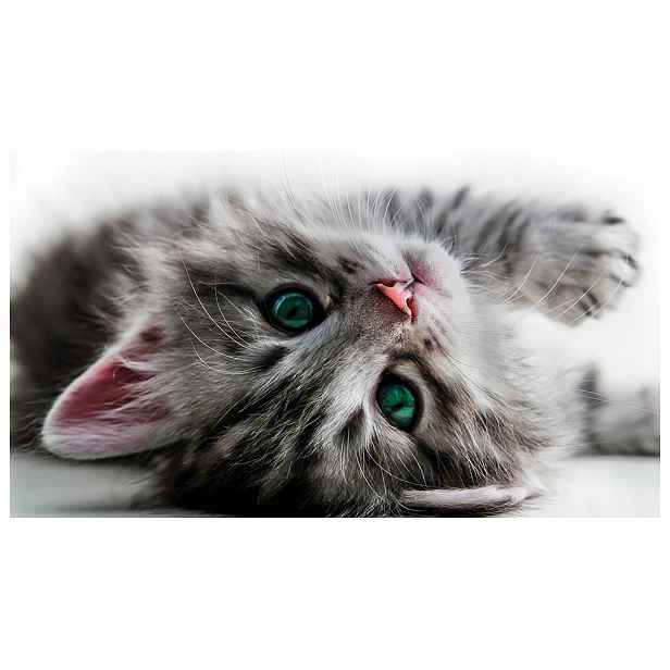 Vliesová fototapeta Kočičky Přítel Kitty Bílé nadýchané 200x140 lepidlo
