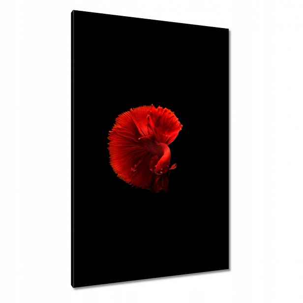 Obrazy 80x120 Bojovník Rybka Červená