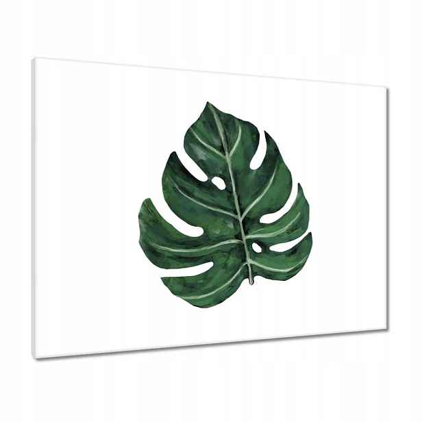 Obrazy 80x60 Monstera Zelený list
