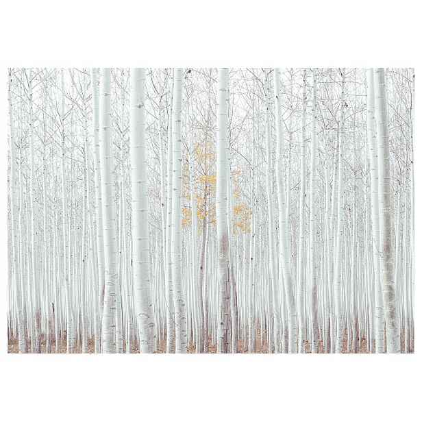 Fototapeta Zlatý les Podzimní ticho v bílém lese 300x210 meditace lepidlo