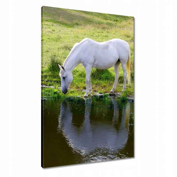 Obrazy 60x90 Bílý kůň