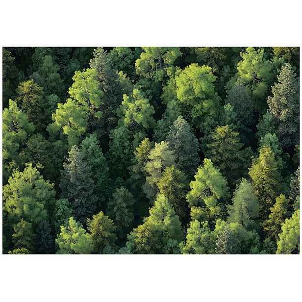 Fototapeta Na Flizelině Koruny Stromů Příroda Tapeta Na Zeď 200x140