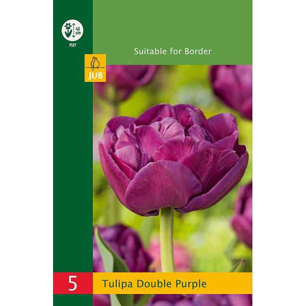 Tulipán Double Purple 5 ks