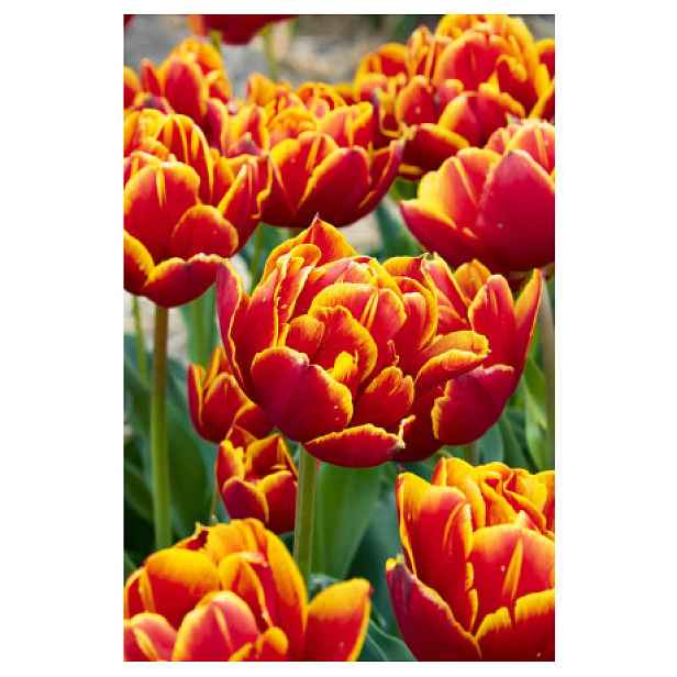 Tulipán Double Yellow/Red 5 ks