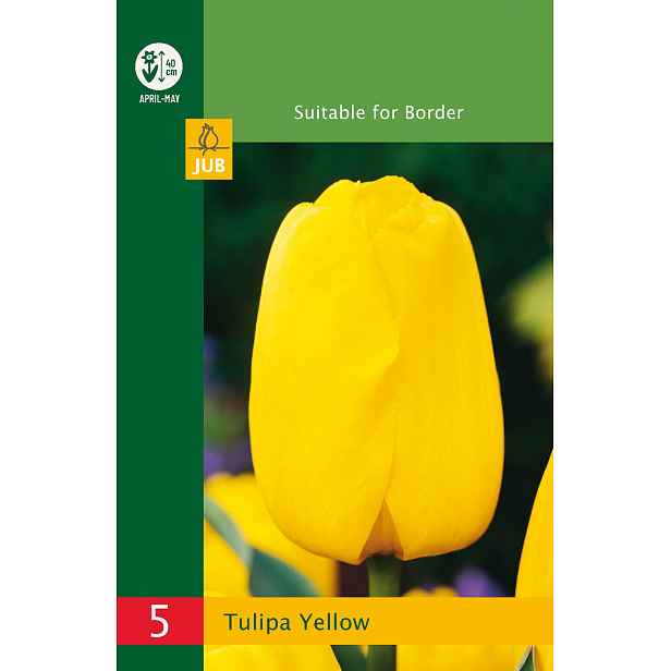 Tulipán Triumph Yellow 5 ks