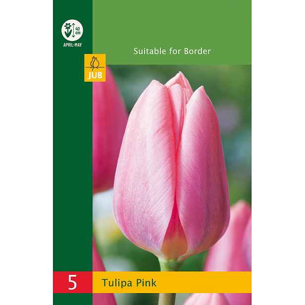 Tulipán Triumph Pink 5 ks