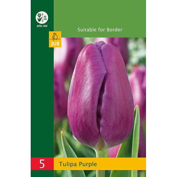 Tulipán Triumph Purple 5 ks
