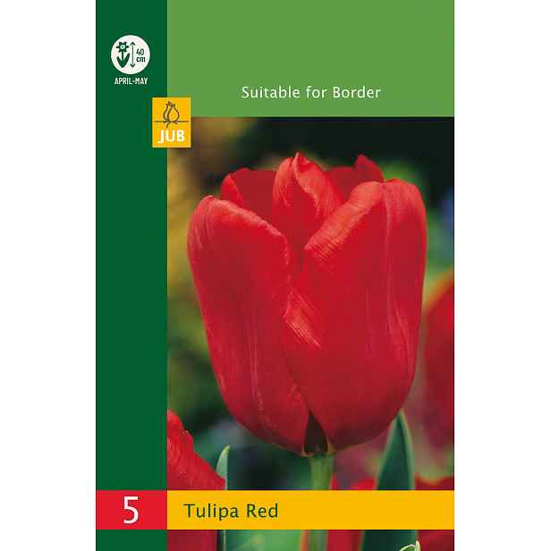 Tulipán Triumph Red 5 ks