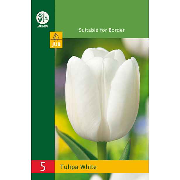 Tulipán Triumph White 5 ks