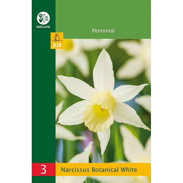 Narcis botanický bílý 3 ks