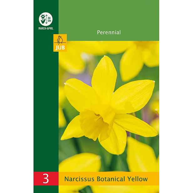 Narcis botanický žlutý 3 ks