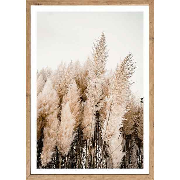 Rámovaný obraz Pampas 50x70 cm, dub artisan