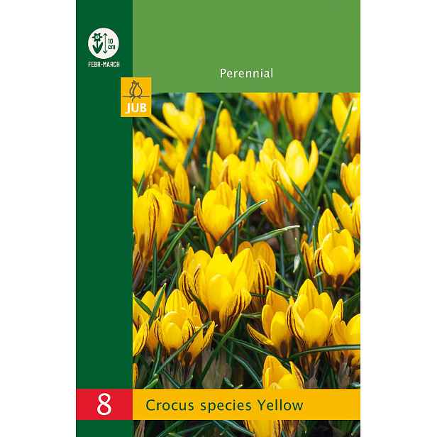 Krokus botanický žlutý 8 ks