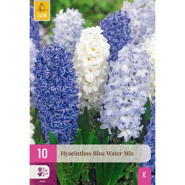 Hyacint Blue Water Mix 10 ks