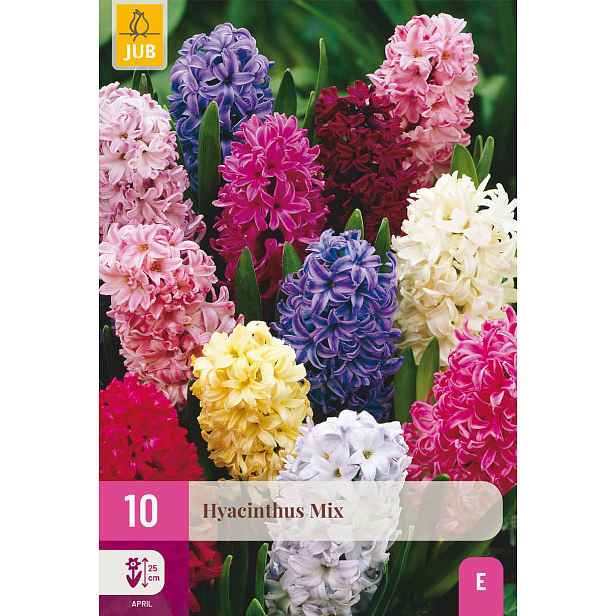 Hyacint Mix 10 ks