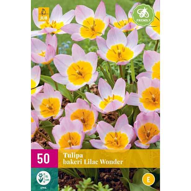 Tulipán Bakeri Lilac Wonder 50 ks