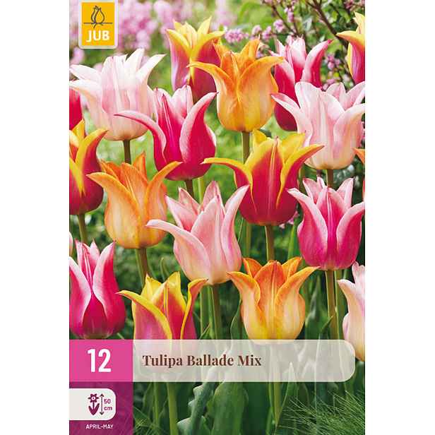Tulipán Ballade Mix 12 ks