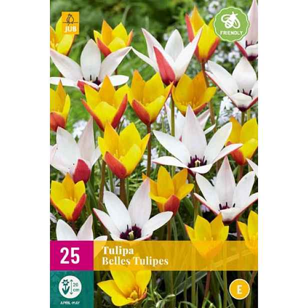 Tulipán Belles Tulipes 25 ks