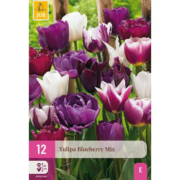 Tulipán Blueberry Mix 12 ks