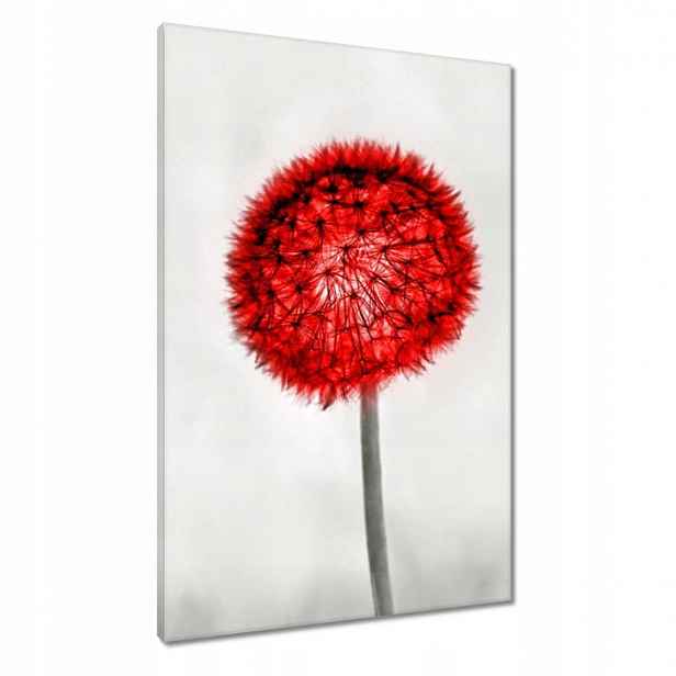 Obrazy 60x90 Červený pampeliška
